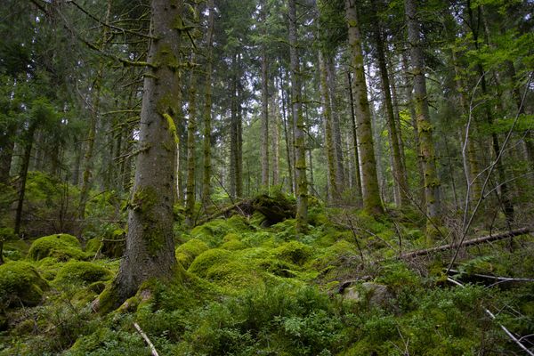 a forest after rain with lots of grass