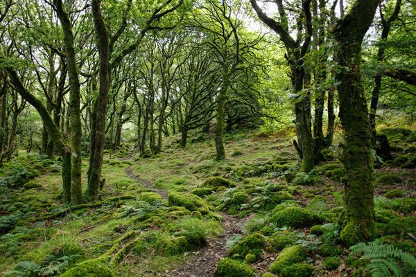 forest with moist grass