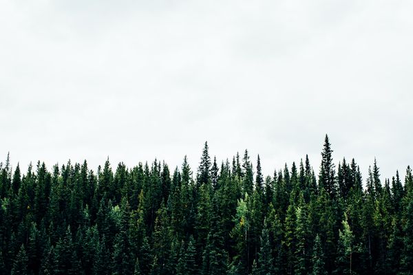 moist forest with a lake