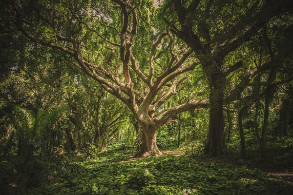 incredible looking tree with lots of branches reaching out to the sky