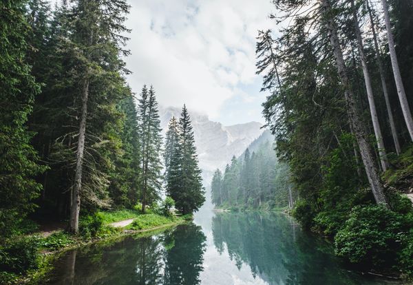 moist forest with a lake